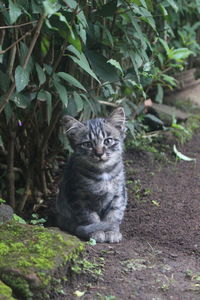 Cat sitting on tree trunk