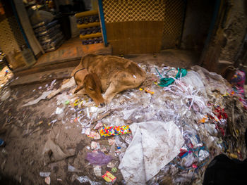 High angle view of dog sleeping in plastic