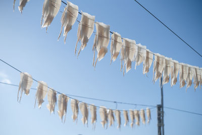 Squid drying like laundry at yobuko fishing port, karatsu city, saga prefecture.