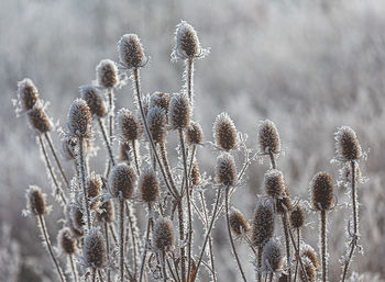 frost