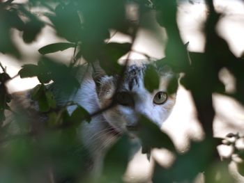 Portrait of a cat