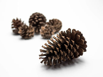 Close-up of pine cone against white background