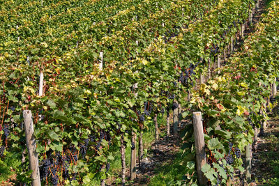 Plants growing in vineyard