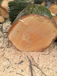 Close-up of tree stump