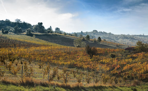 Scenic view of field against sky during autumn