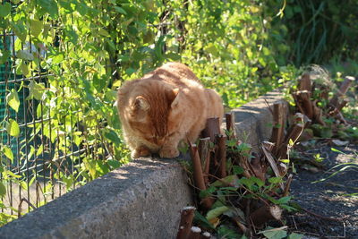 Cat by plants