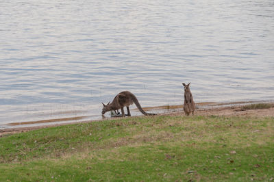Kangaroos in a lake