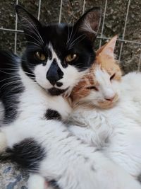 Close-up portrait of a cat