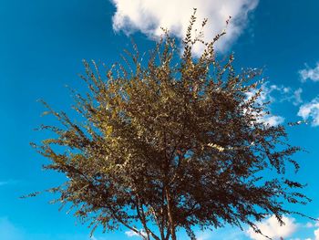 Low angle view of flowering tree against blue sky