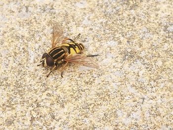 High angle view of bee