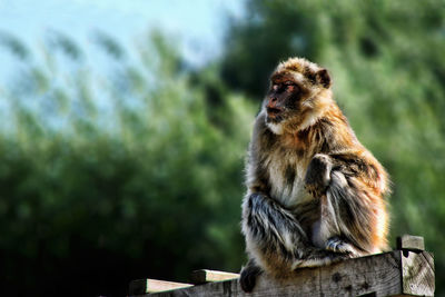 Monkey sitting on tree