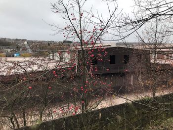 Bare trees and buildings against sky