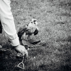 Cropped image of falconry with falcon on grassy field