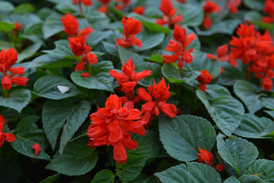 Close-up of red flowering plants