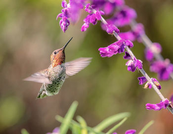 Close-up of bird hovering on pink flower