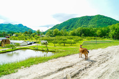 View of a horse on landscape against mountain range