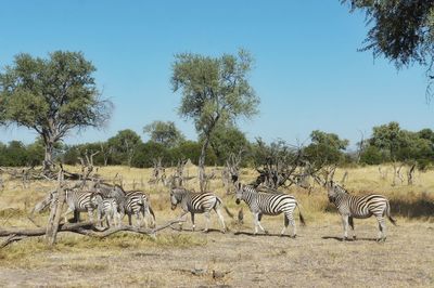 Horses on tree against clear sky