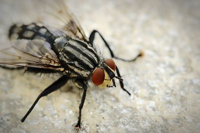 Close-up of fly on marble