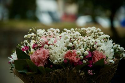 Close-up of pink flowering plant