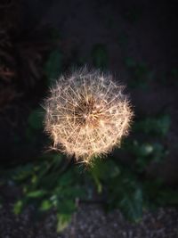 Close-up of flower against blurred background