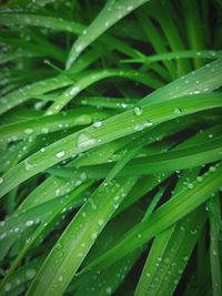 Full frame shot of wet plant