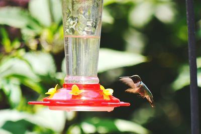 Close up of feeder