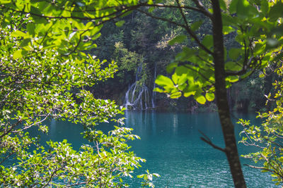 Scenic view of lake by trees
