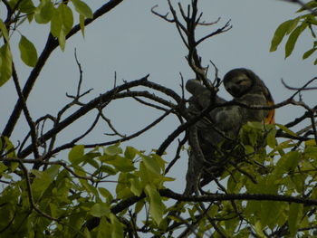 Low angle view of bird perching on tree