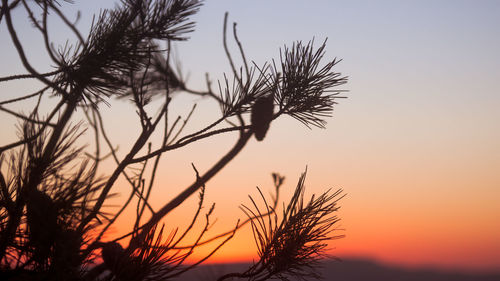 Silhouette of trees against sky at sunset