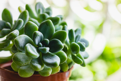 Close-up of succulent plant