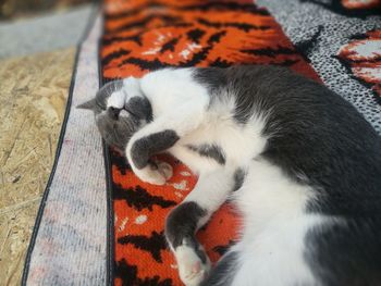 Close-up of cat relaxing