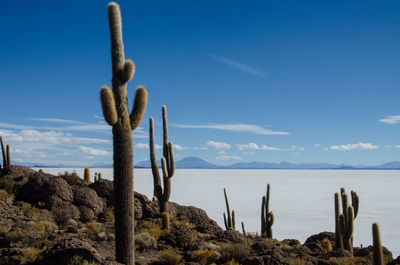 Saguaro cactus growing at salar de uyuni against blue sky