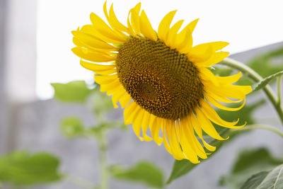 Close-up of sunflower