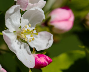 Close-up of flower against blurred background