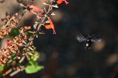 Close-up of insect flying