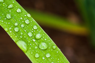 Close-up of wet plant