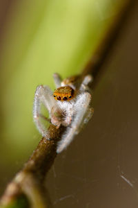 Close-up of spider on leaf