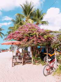 Flower trees on sand against sky