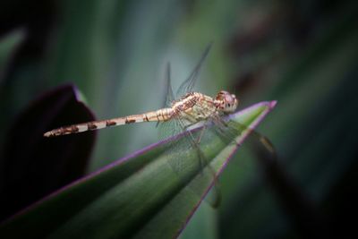 Close-up of dragonfly