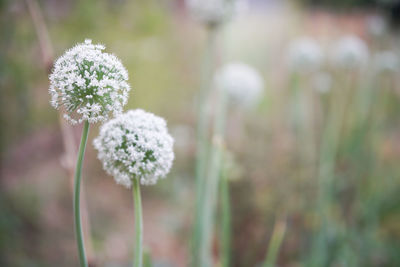 Allium shallot onion garlic chives scallion leek flower growing in field garden