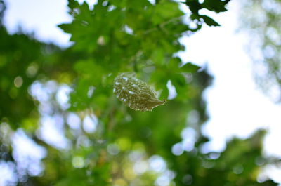 Close-up of tree against white background