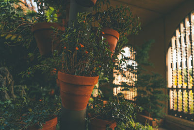 Close-up of potted plants in yard