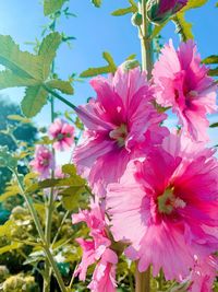 Close-up of pink flowering plant