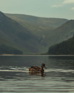 Duck swimming in a lake