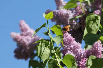 Close-up of purple flowering plant