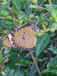 butterfly - insect