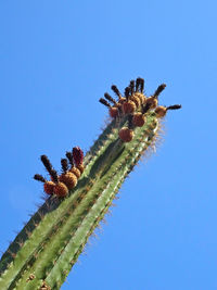 Low angle view of caterpillar on plant against clear blue sky