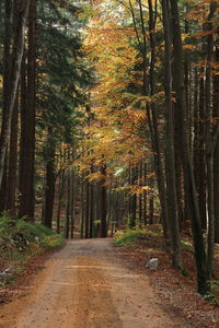 Road amidst trees in forest during autumn