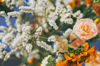 Close-up of white flowering plant