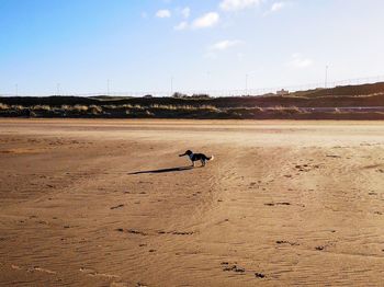 View of a horse on the beach